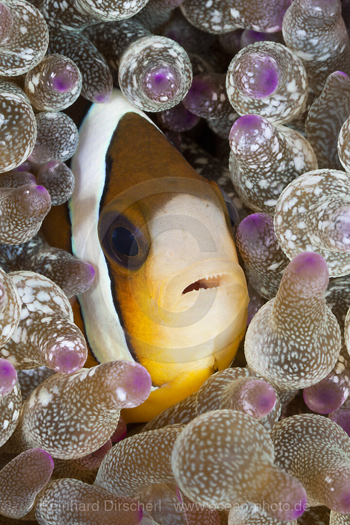 Clarks Anemonenfisch in Blasen-Anemone