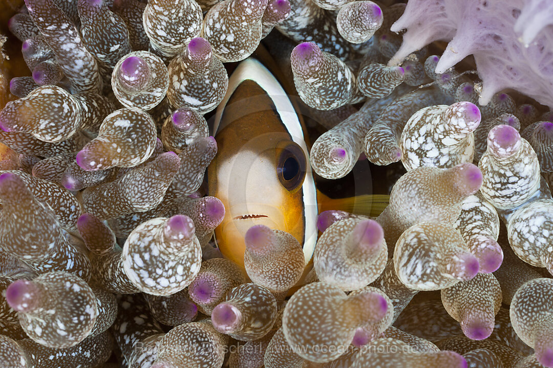 Clarks Anemonenfisch in Blasen-Anemone, Amphiprion clarkii, Entacmaea quadricolor, Lembeh Strait, Nord Sulawesi, Indonesien