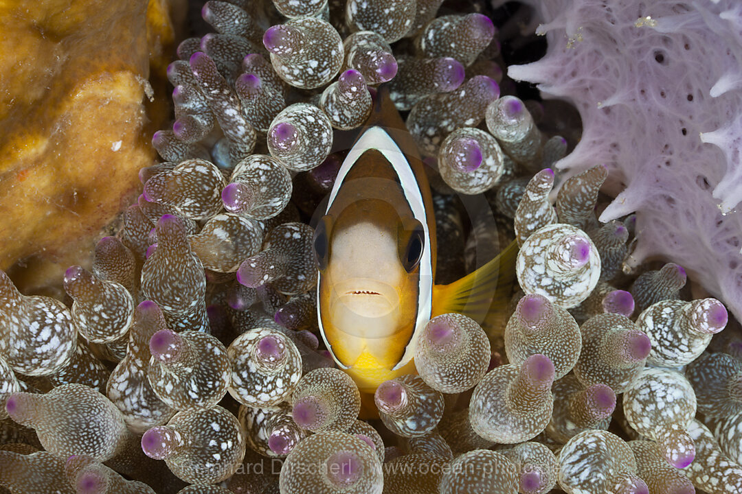 Clarks Anemonenfisch in Blasen-Anemone, Amphiprion clarkii, Entacmaea quadricolor, Lembeh Strait, Nord Sulawesi, Indonesien