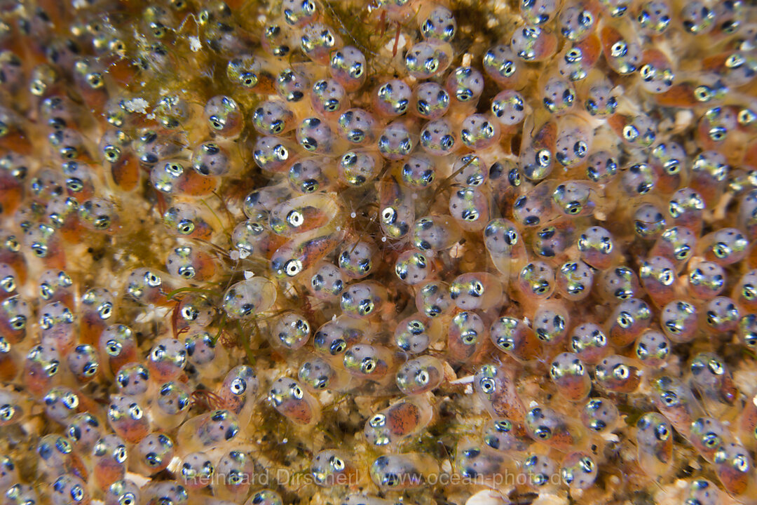 Gelege von Anemonenfischen, Amphiprion ocellaris, Lembeh Strait, Nord Sulawesi, Indonesien