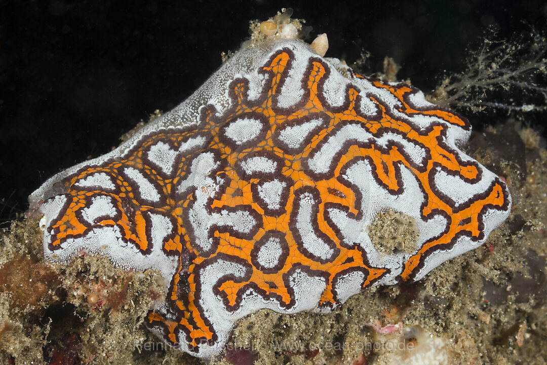 Tunicate Colony, Botryllus sp., Lembeh Strait, North Sulawesi, Indonesia