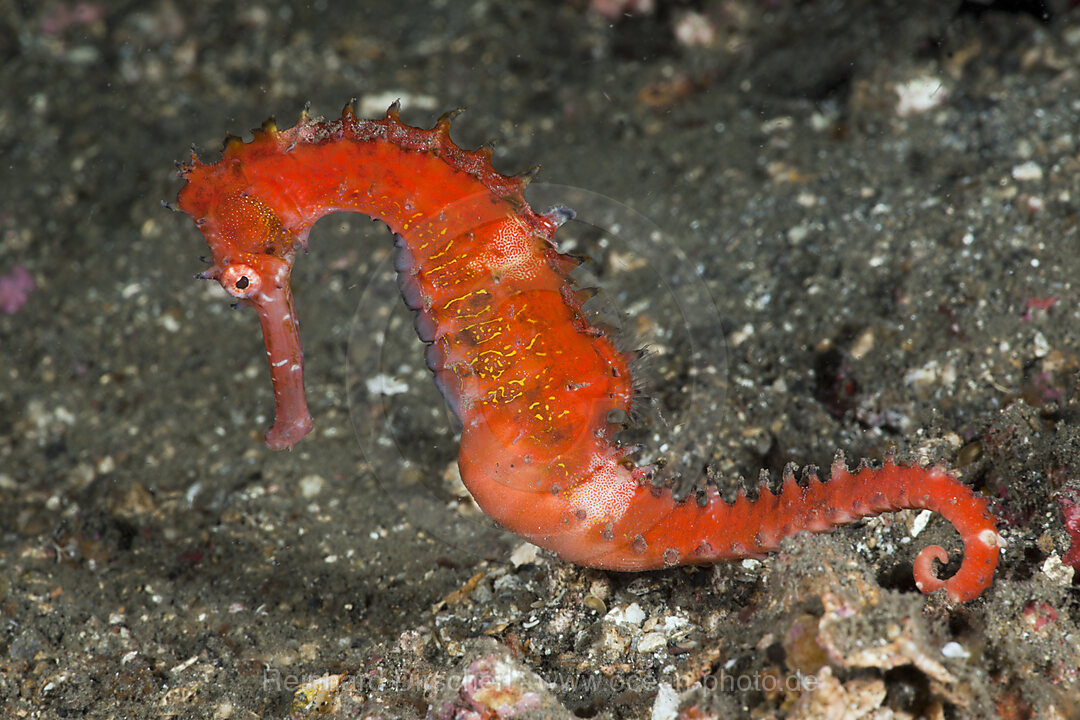 Thorny Sea Horse