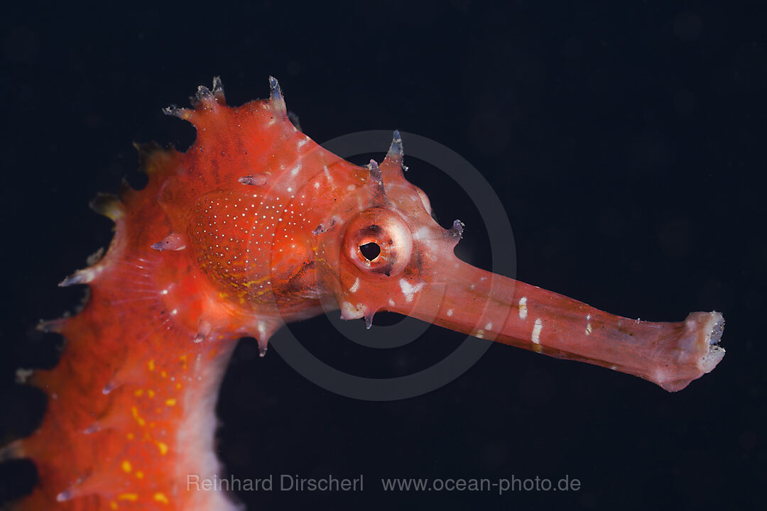 Thorny Sea Horse