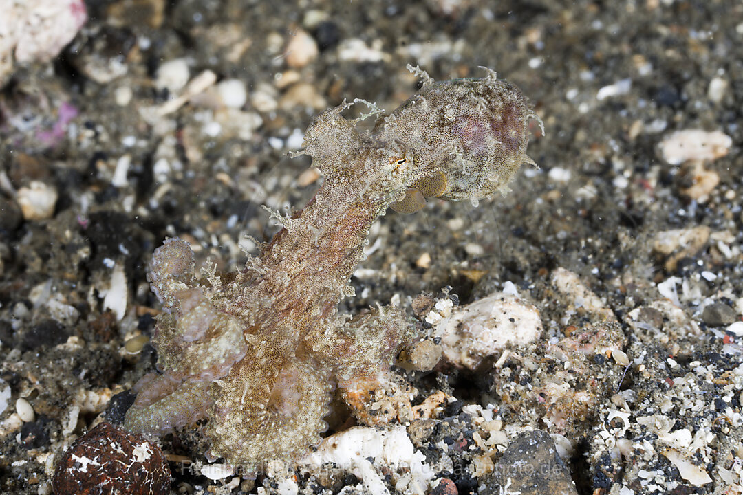 Haariger Oktopus, Octopus sp., Lembeh Strait, Nord Sulawesi, Indonesien