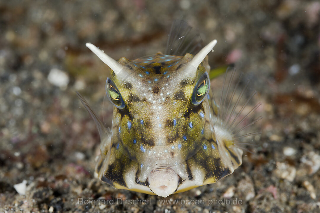 Langhorn-Kofferfisch