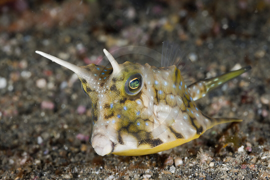 Langhorn-Kofferfisch, Lactoria cornuta, Lembeh Strait, Nord Sulawesi, Indonesien