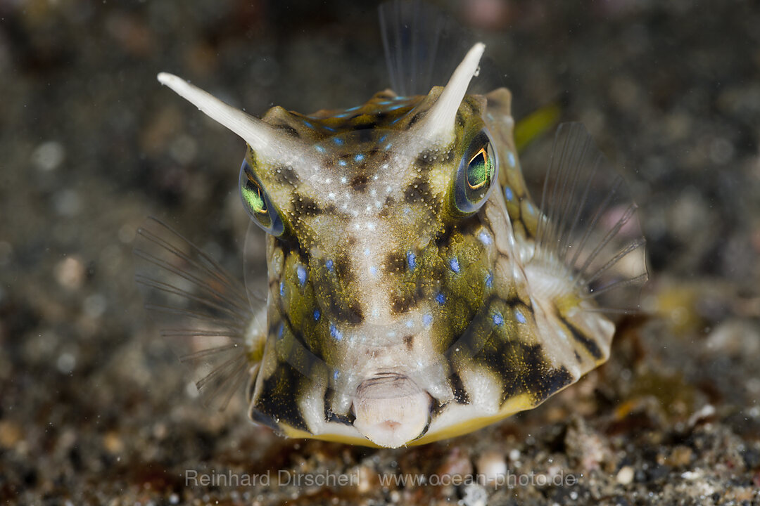 Langhorn-Kofferfisch