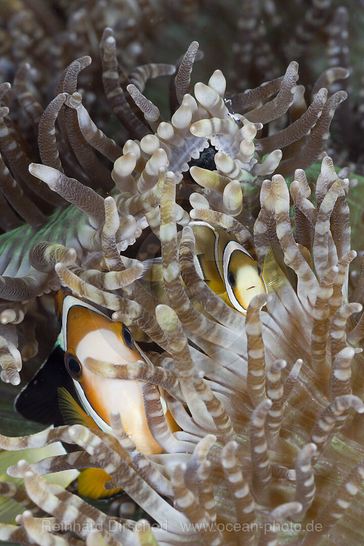 Clarks Anemonenfisch