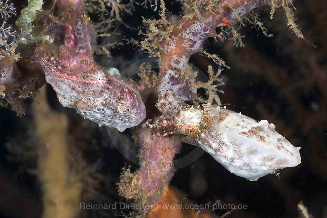 Pygmy Cuttlefish