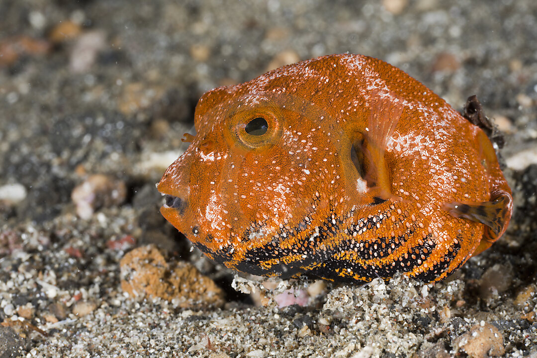 Juveniler Riesen-Kugelfisch