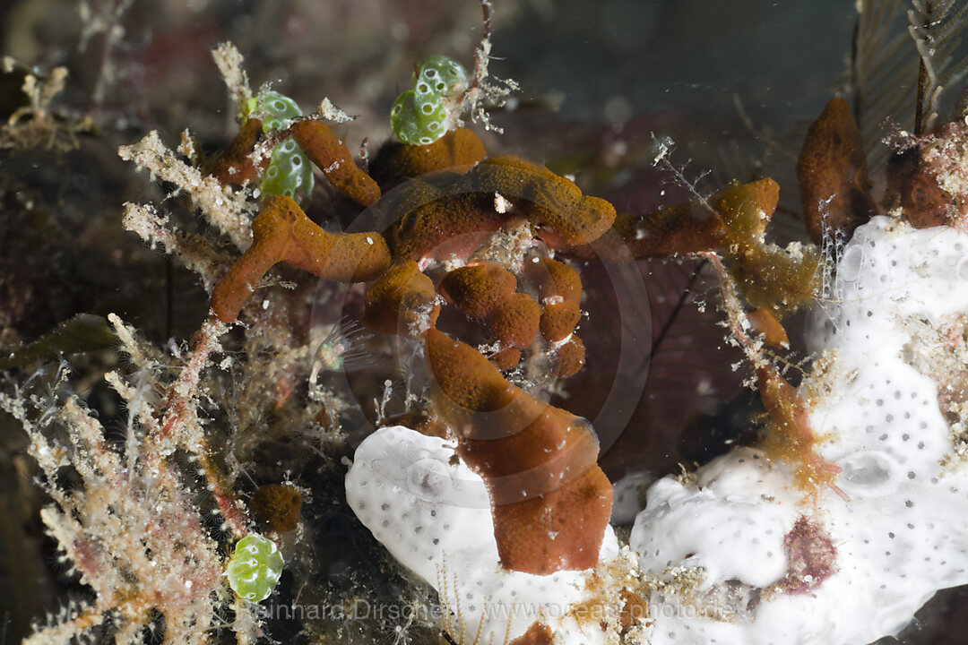 Spinnenkrabbe tarnt sich mit Schwamm, Majidae, Lembeh Strait, Nord Sulawesi, Indonesien