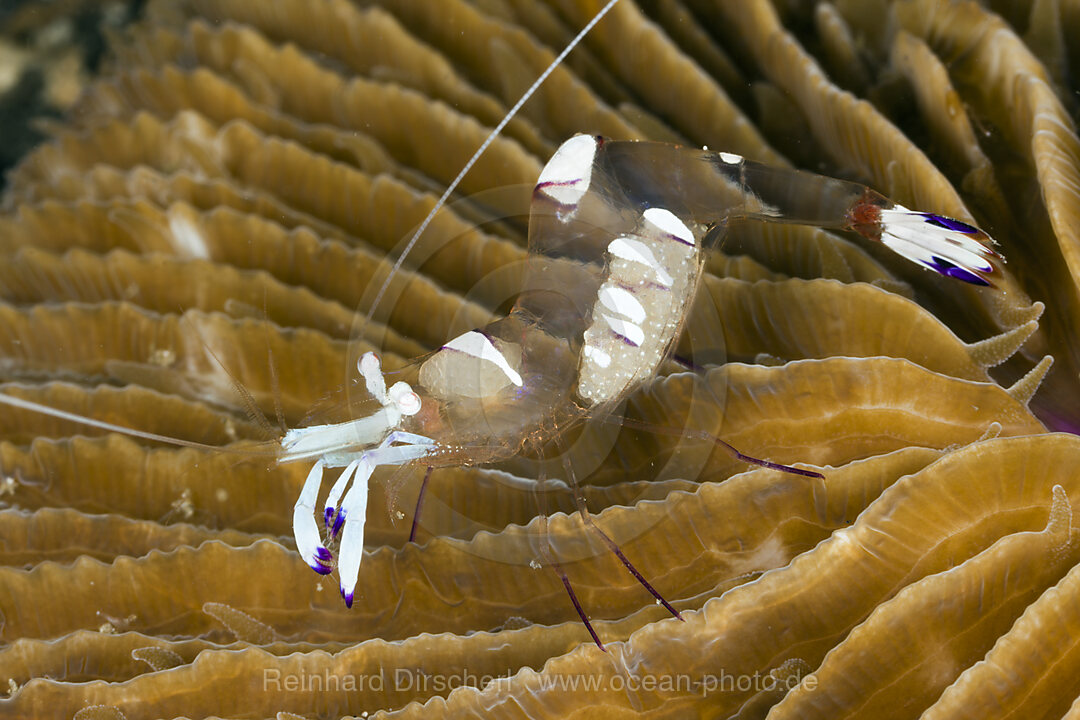 Partnergarnele auf Pilzkoralle, Periclimenes magnificus, Lembeh Strait, Nord Sulawesi, Indonesien