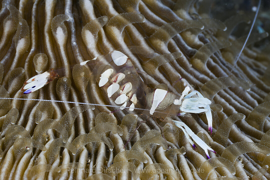Commensal Shrimp on Mushroom Coral