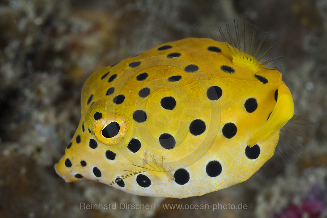 Juvenile Yellow Boxfish