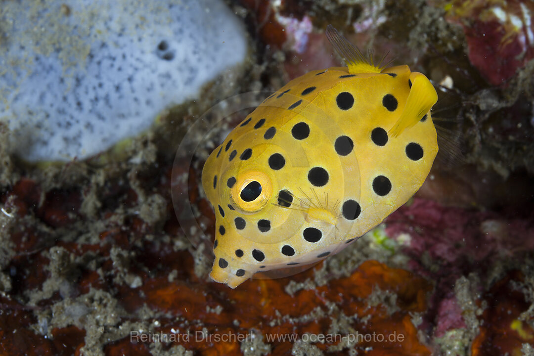 Yellow Boxfish