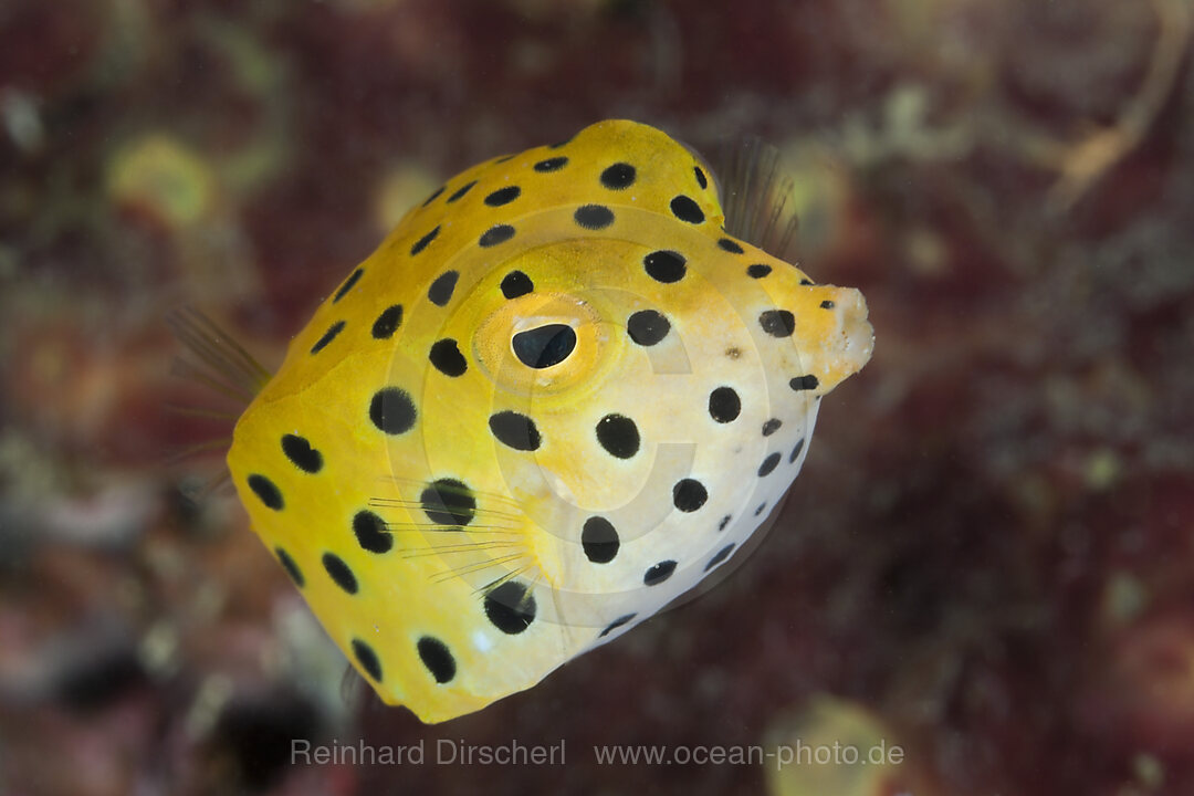 Juveniler Gelbbrauner Kofferfisch, Ostracion cubicus, Lembeh Strait, Nord Sulawesi, Indonesien