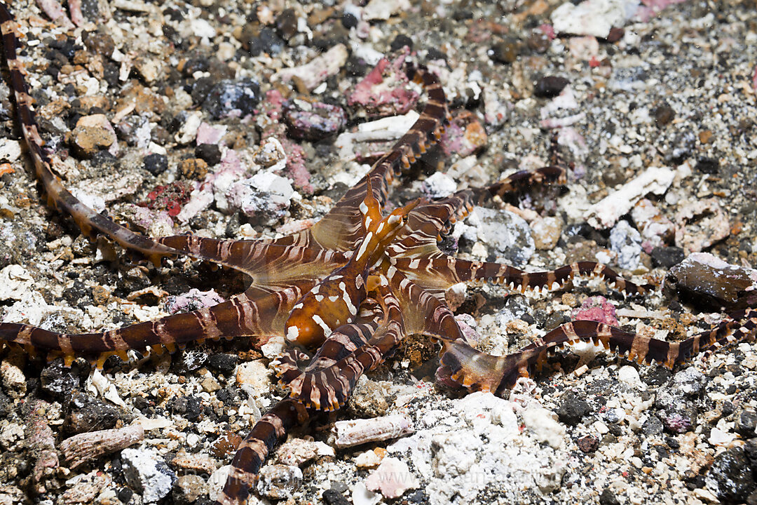 Wunderpus Oktopus, Wunderpus photogenicus, Lembeh Strait, Nord Sulawesi, Indonesien