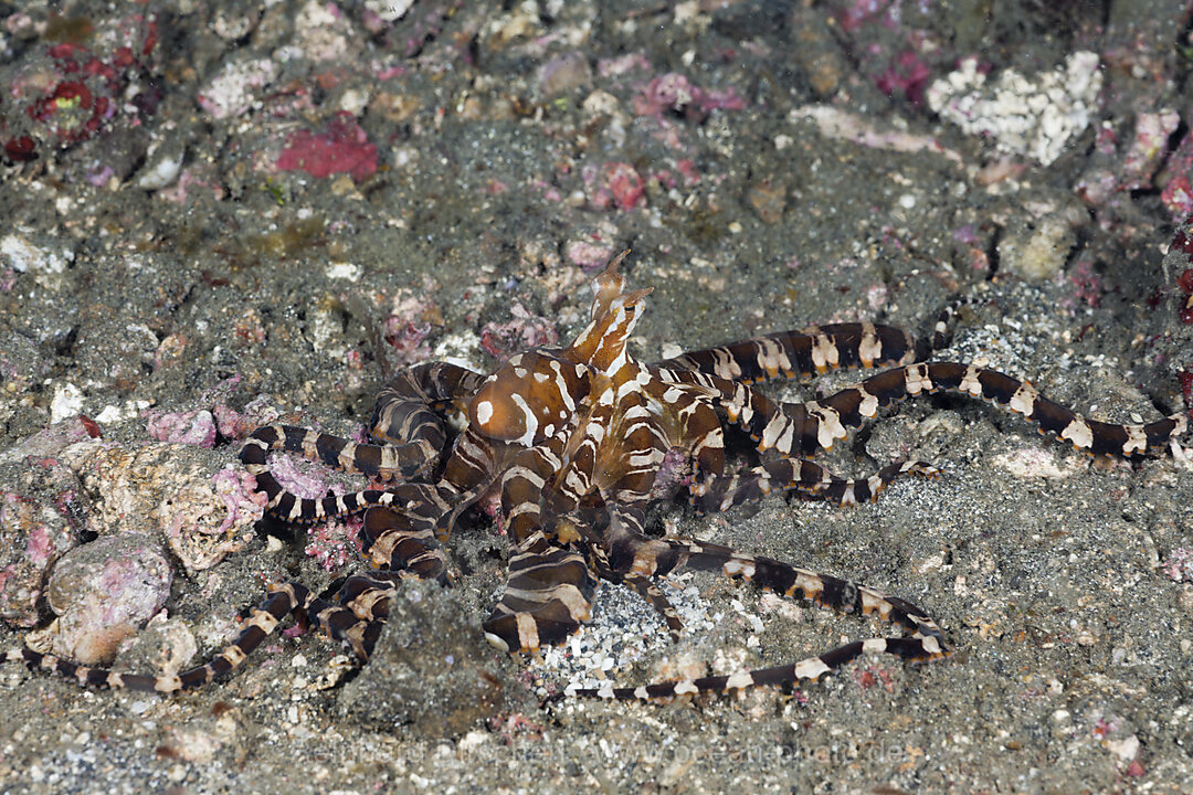 Wonderpus Octopus
