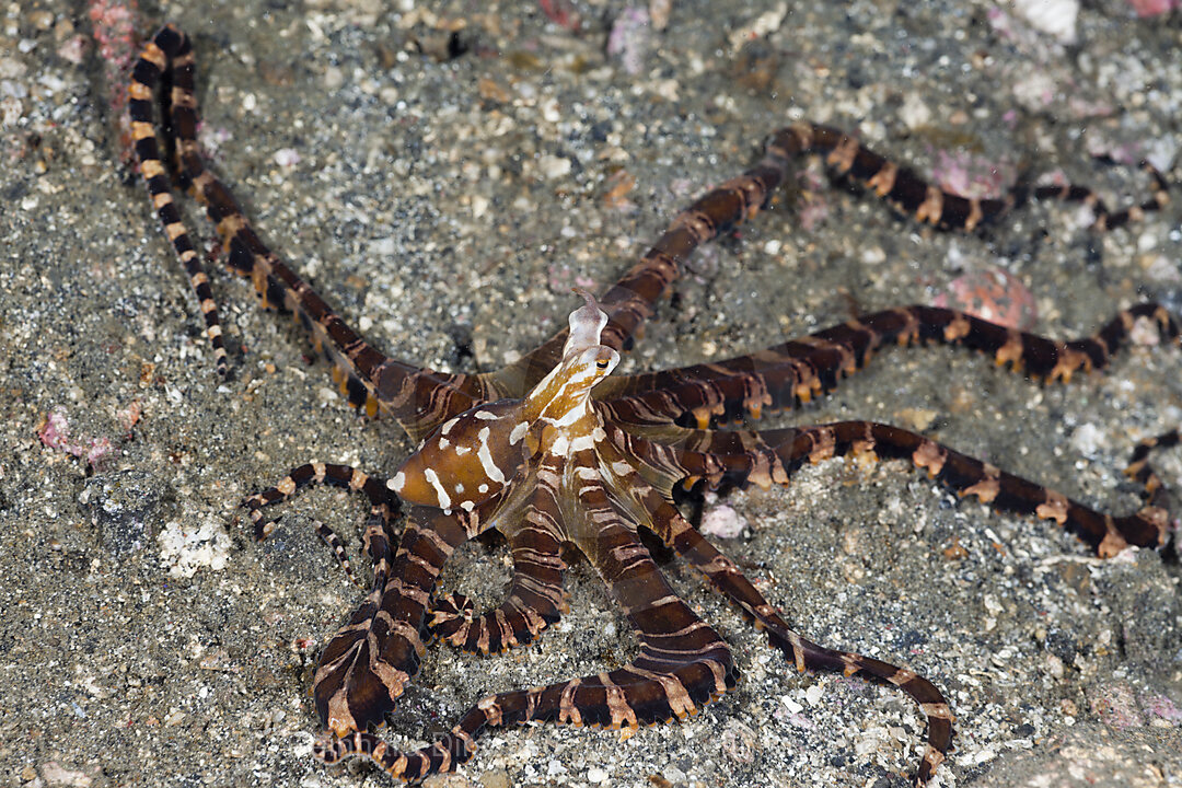 Wonderpus Octopus, Wunderpus photogenicus, Lembeh Strait, North Sulawesi, Indonesia