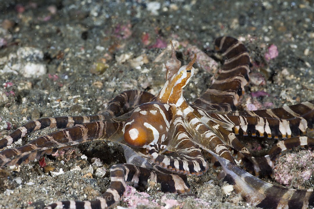 Wonderpus Octopus, Wunderpus photogenicus, Lembeh Strait, North Sulawesi, Indonesia