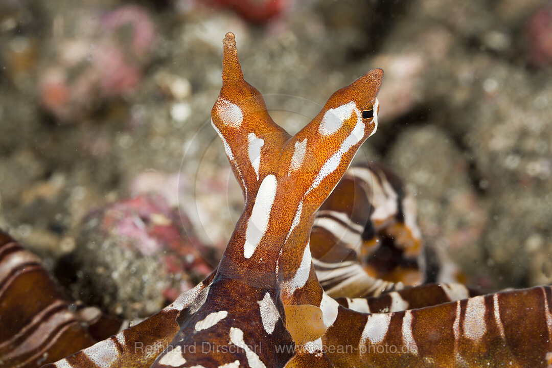 Wunderpus Oktopus, Wunderpus photogenicus, Lembeh Strait, Nord Sulawesi, Indonesien