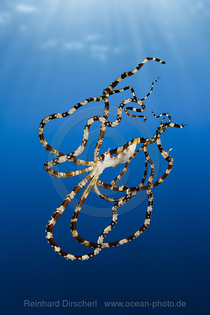 Wunderpus Oktopus