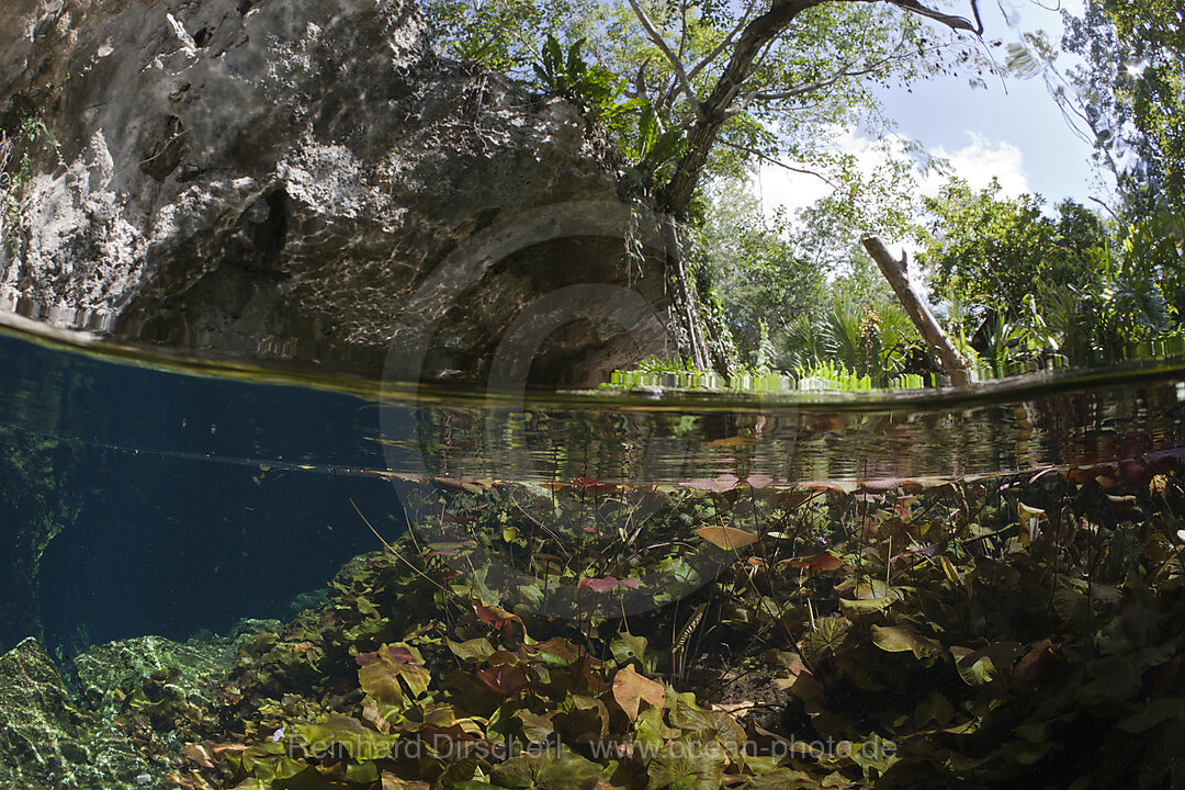 Entrance of Gran Cenote, Tulum, Yucatan Peninsula, Mexico