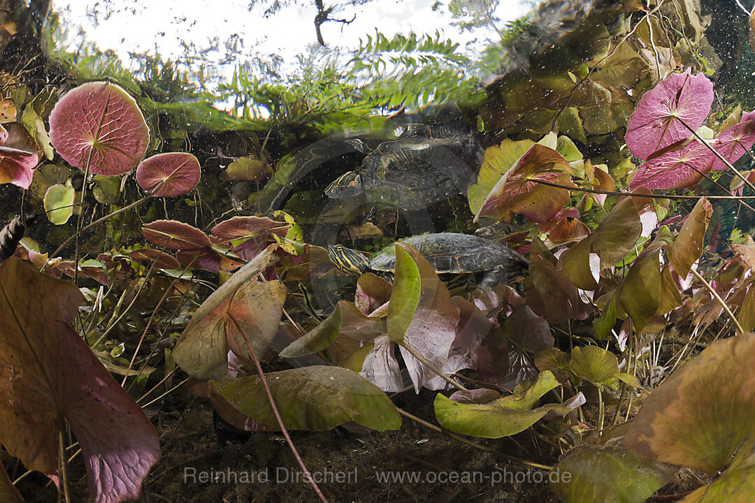 Mittelamerikanische Buchstaben-Schmuckschildkroete zwischen Seerosen, Trachemys scripta venusta, Cran Cenote, Tulum, Yucatan Halbinsel, Mexiko