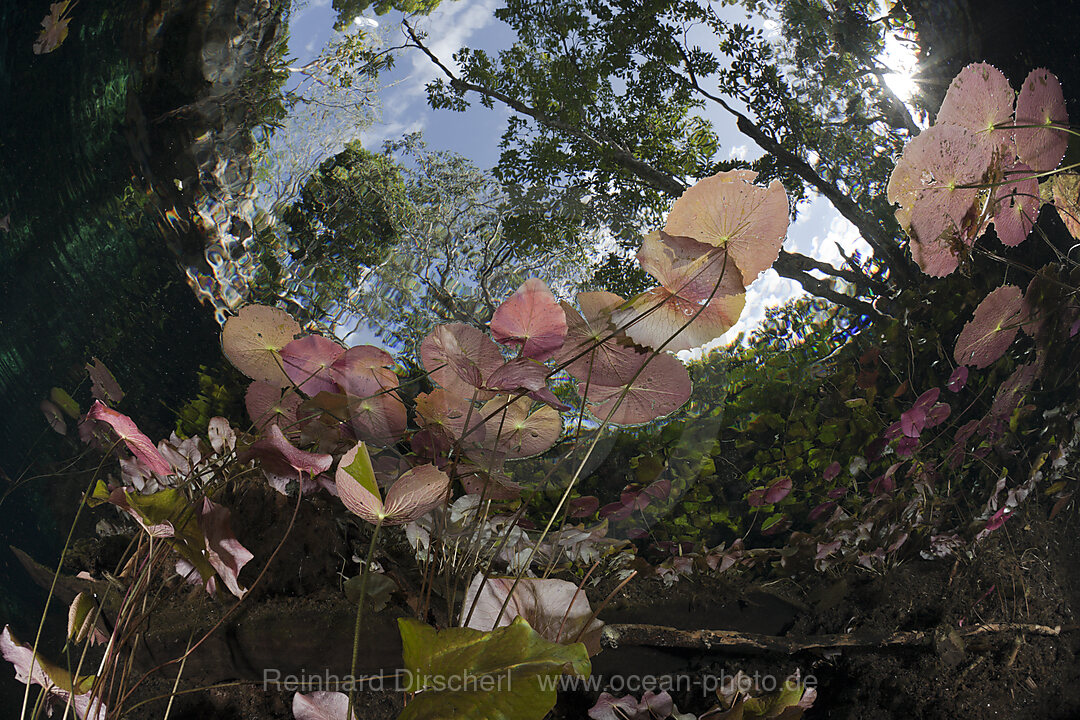 Water Lilies in Gran Cenote