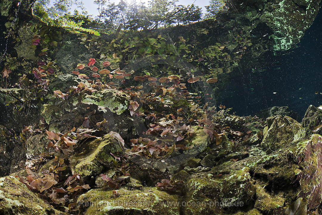 Banks of Gran Cenote