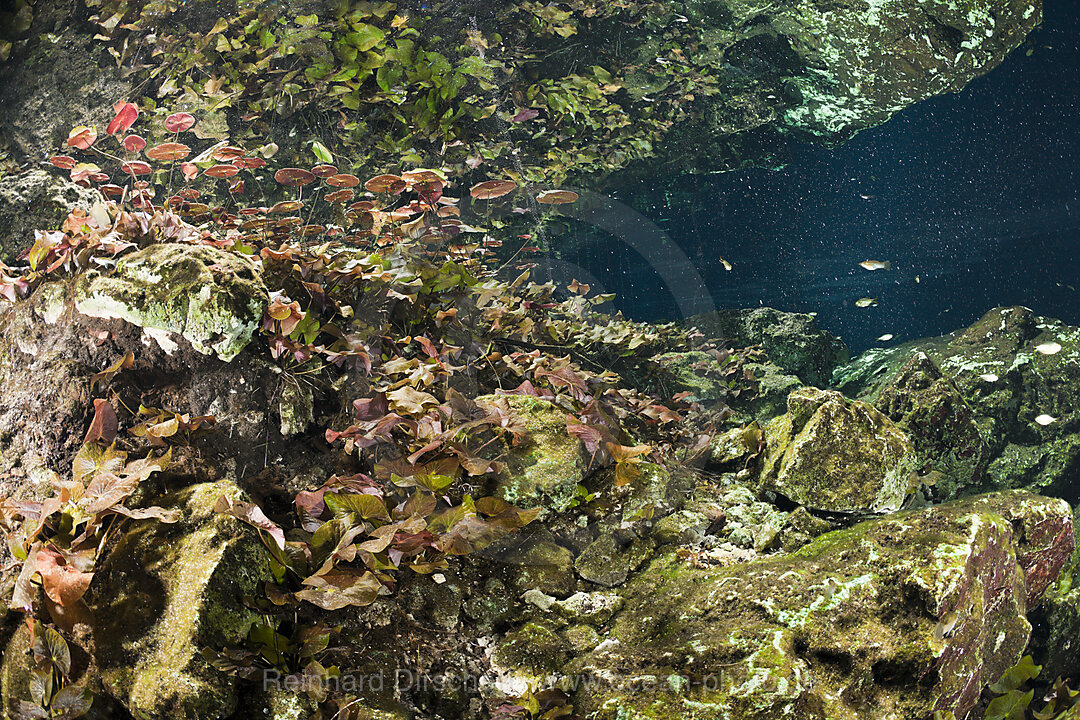 Uferbereich der Gran Cenote, Tulum, Yucatan Halbinsel, Mexiko