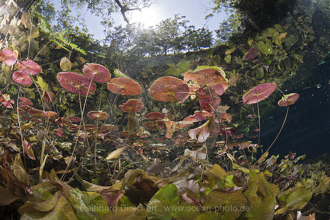 Seerosen in Gran Cenote, Tulum, Yucatan Halbinsel, Mexiko