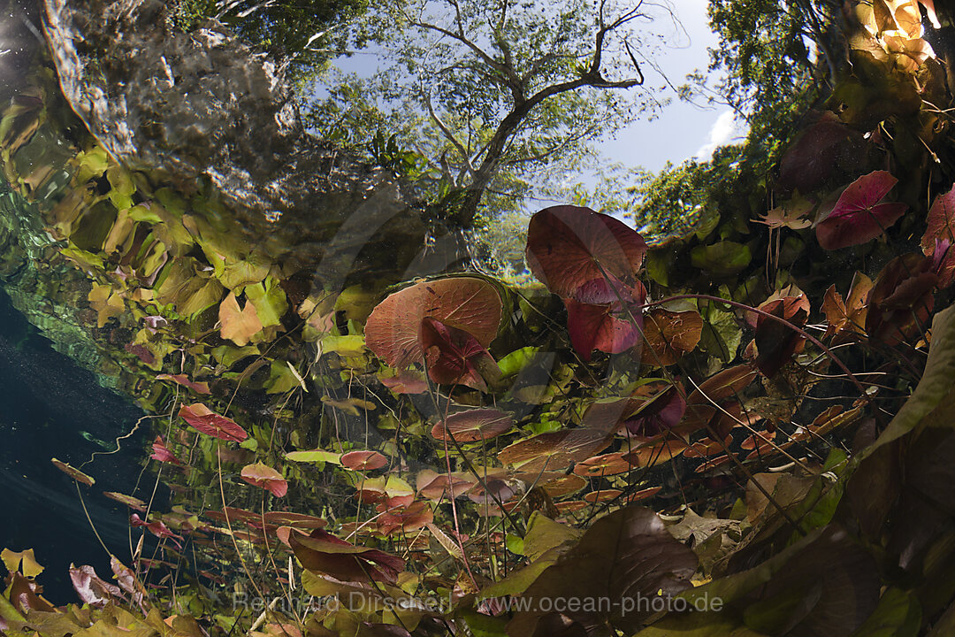 Seerosen in Gran Cenote, Tulum, Yucatan Halbinsel, Mexiko