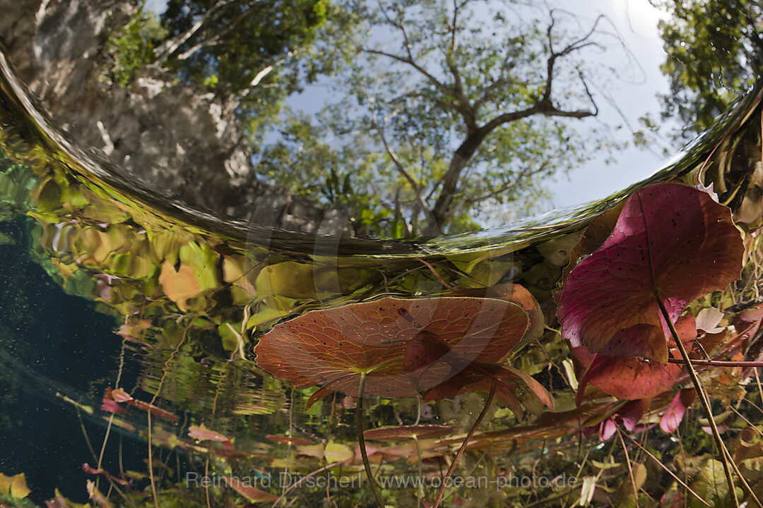 Seerosen in Gran Cenote, Tulum, Yucatan Halbinsel, Mexiko