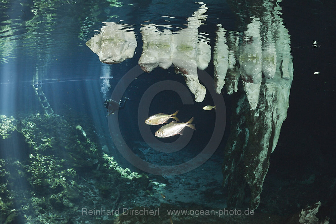 Stalaktiten in Gran Cenote
