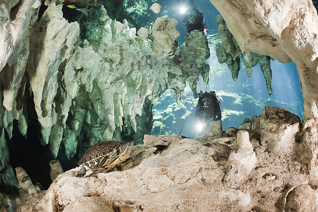 Taucher entdeckt Buchstaben-Schmuckschildkroete in Gran Cenote, Trachemys scripta venusta, Tulum, Yucatan Halbinsel, Mexiko