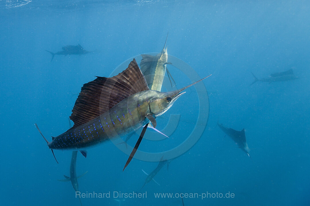 Atlantische Segelfische