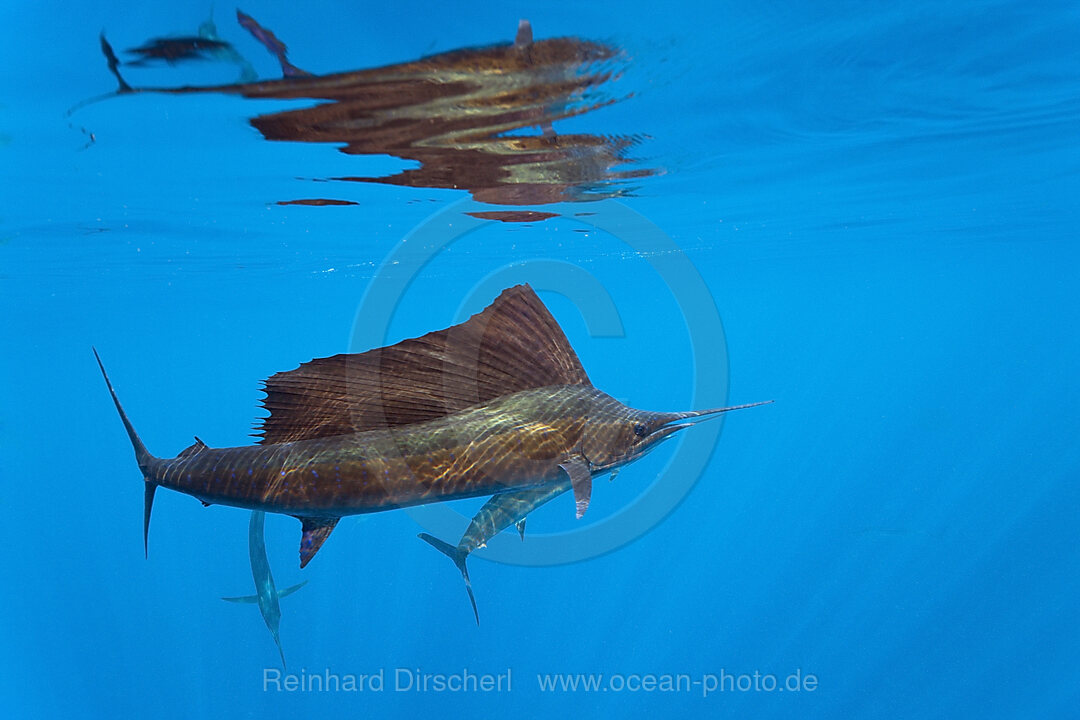 Atlantischer Segelfisch