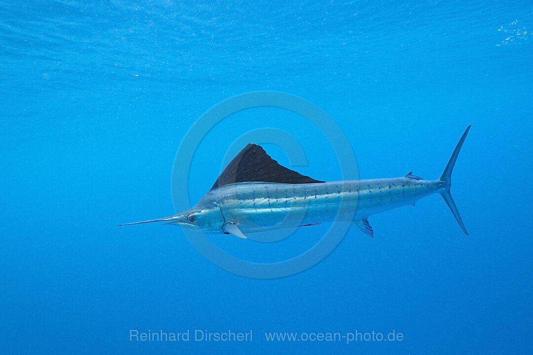 Atlantischer Segelfisch, Istiophorus albicans, Islamorada, Florida Keys, Florida, USA