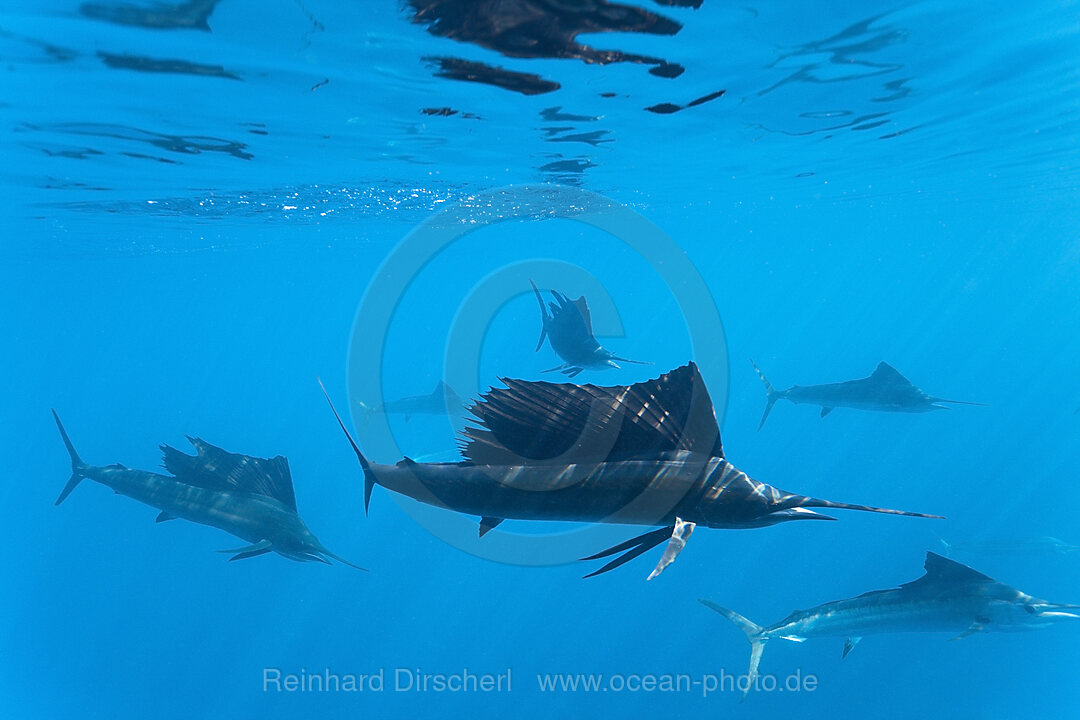 Atlantic Sailfishes