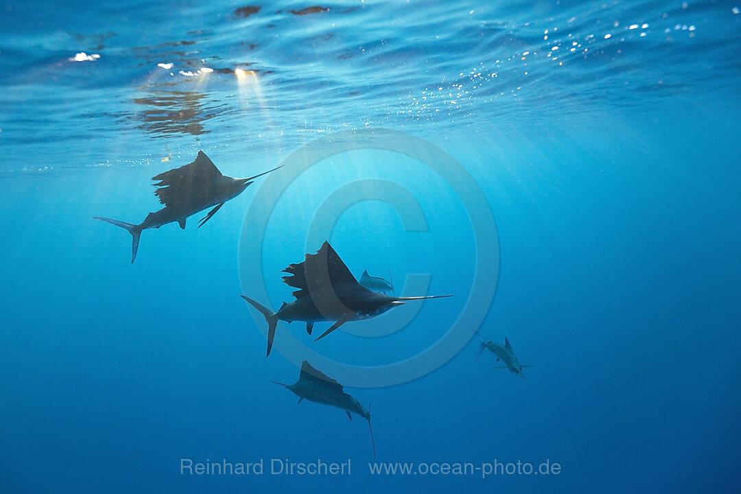 Atlantic Sailfishes