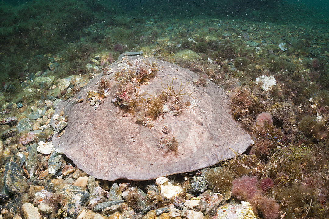 Marmor-Zitterrochen, Torpedo marmorata, Cap de Creus, Costa Brava, Spanien