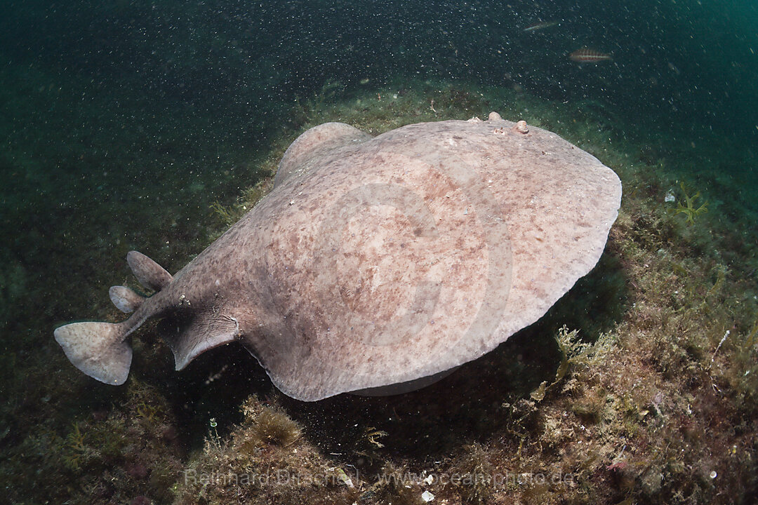 Marbled Torpedo Ray