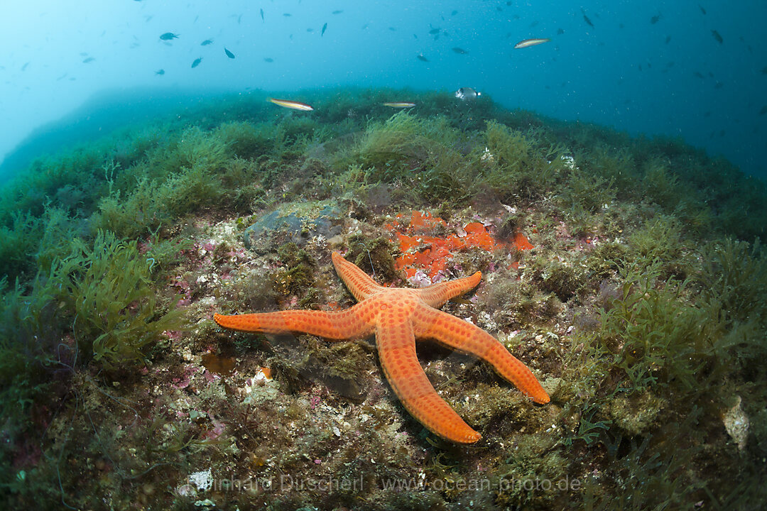 Purpur-Seestern in Korallenriff, Echinaster sepositus, Cap de Creus, Costa Brava, Spanien