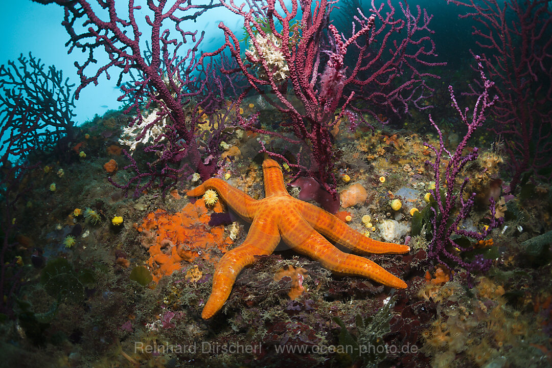 Purpur-Seestern in Korallenriff, Echinaster sepositus, Cap de Creus, Costa Brava, Spanien