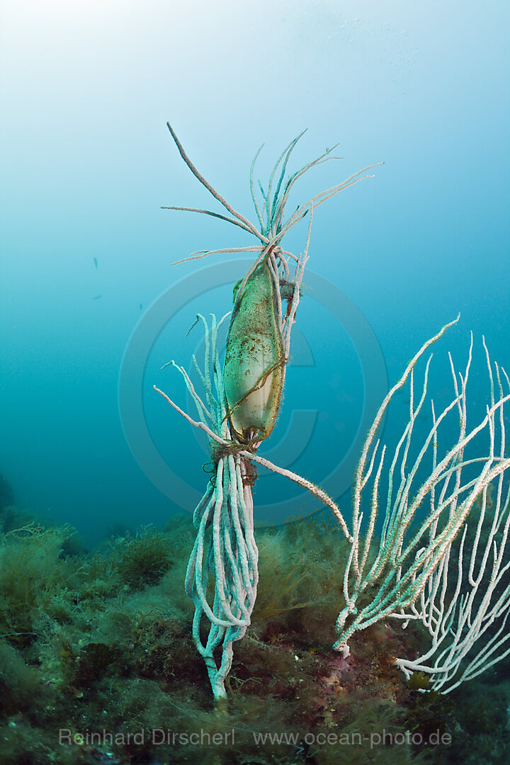 Katzenhai-Ei befestigt an Gorgonie, Scyliorhinus sp., Cap de Creus, Costa Brava, Spanien