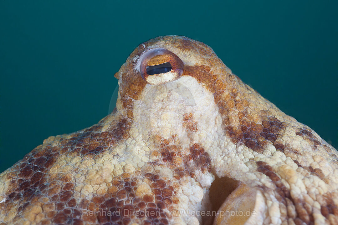 Auge Gemeiner Oktopus, Octopus vulgaris, Cap de Creus, Costa Brava, Spanien