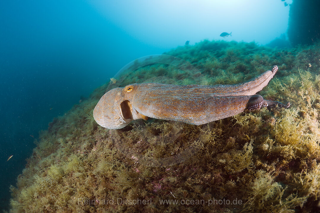 Gemeiner Oktopus am Riff, Octopus vulgaris, Cap de Creus, Costa Brava, Spanien