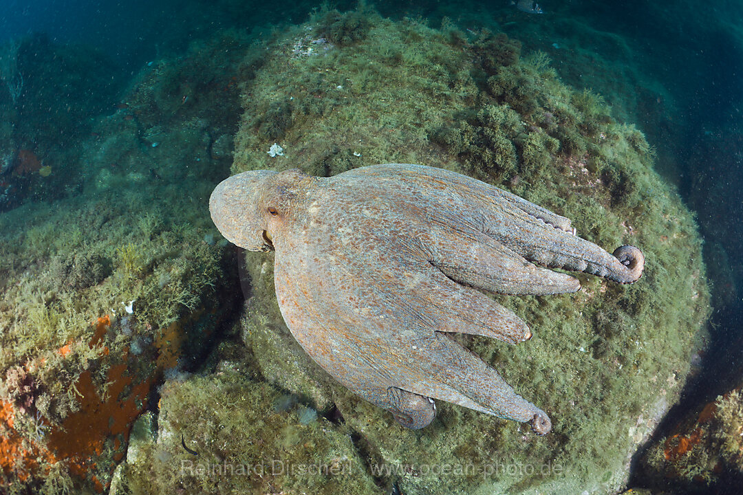 Gemeiner Oktopus am Riff, Octopus vulgaris, Cap de Creus, Costa Brava, Spanien