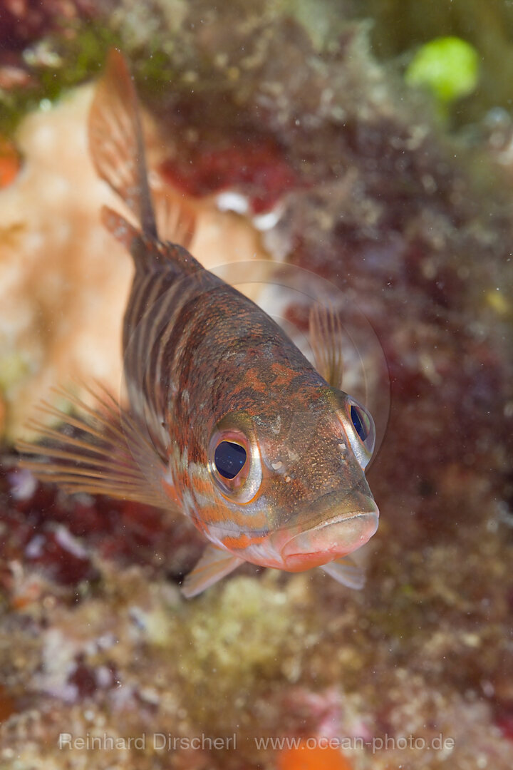 Juveniler Saegebarsch, Serranus cabrilla, Cap de Creus, Costa Brava, Spanien